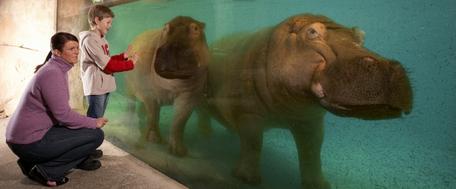 Erlebnis Zoo in Hannover mit Übernachtungen zum besten Preis